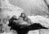 Pov3.gif (74291 bytes)