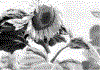 Zem1.gif (82871 bytes)