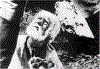 Zvenig1.gif (94551 bytes)